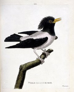 Zoologisk kort (ornitologi): lyserød solsort (rødlig stær eller sturnus roseus) på en gren. Illustration i "Fuglenes historie, malet i deres udseende og følsomme aspekter" af Francois Nicolas Martinet (1731-1800). Privat samling. af Francois Nicolas Martinet