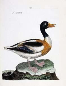 Zoologisk kort (ornitologi): tadorne (tadorne de belon eller tadorna tadorna). Illustration i "Fuglenes historie, malet i deres udseende og følsomme aspekter" af Francois Nicolas Martinet (1731-1800). Privat samling. af Francois Nicolas Martinet