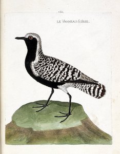 Zoologisk kort (ornitologi): det schweiziske lam (sølvhøne eller pluvialis squatarola). Illustration i "Fuglenes historie, malet i deres udseende og følsomme aspekter" af Francois Nicolas Martinet (1731-1800). Privat samling. af Francois Nicolas Martinet