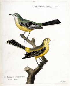 Zoologisk kort (ornitologi): selve bergeronnetten og fjederbergeronnetten (springbergeronnette eller motacilla flava) på en gren. Illustration i "Fuglenes historie, malet i deres udseende og følsomme aspekter" af Francois Nicolas Ma af Francois Nicolas Martinet