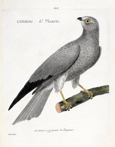 Zoologisk kort (ornitologi): fuglen saint martin (busard saint martin eller circus cyaneus) på en gren. Illustration i "Fuglenes historie, malet i deres udseende og følsomme aspekter" af Francois Nicolas Martinet (1731-1800). Privat samling af Francois Nicolas Martinet