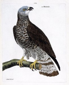 Zoologisk diagram (ornitologi): bondree (apivore bondree eller pernis apivorus) på en gren. Illustration i "Fuglenes historie, malet i deres udseende og følsomme aspekter" af Francois Nicolas Martinet (1731-1800). Privat samling. af Francois Nicolas Martinet