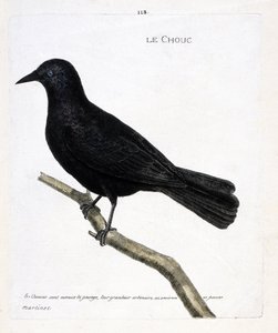 Zoologisk diagram (ornitologi): kålen (tårnenes kål eller corvus monedula) på en gren. Illustration i "Fuglenes historie, malet i deres udseende og følsomme aspekter" af Francois Nicolas Martinet (1731-1800). Privat samling. af Francois Nicolas Martinet