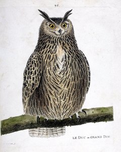 Zoologisk kort (ornitologi): hertugen eller storhertugen (storhertug eller bubo bubo) på en gren. Illustration i "Fuglenes historie, malet i deres udseende og følsomme aspekter" af Francois Nicolas Martinet (1731-1800). Privat samling. af Francois Nicolas Martinet