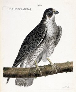 Zoologisk kort (ornitologi): falken kommer ud eller falken ud (pelerinefalk eller falco peregrinus) på en gren. Illustration i "Fuglenes historie, malet i deres udseende og følsomme aspekter" af Francois Nicolas Martinet (1731-1800). Pri af Francois Nicolas Martinet