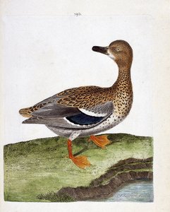 Zoologisk kort (ornitologi): hunvildanden (gæandand eller anas platyrhynchos). Illustration i "Fuglenes historie, malet i deres udseende og følsomme aspekter" af Francois Nicolas Martinet (1731-1800). Privat samling. af Francois Nicolas Martinet