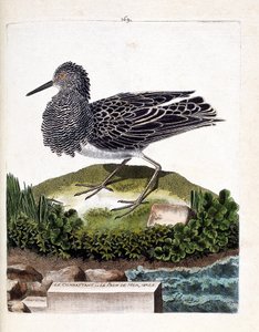 Zoologisk kort (ornitologi): jageren eller den mandlige havpåfugl (fighter varies eller philomachus pugnax). Illustration i "Fuglenes historie, malet i deres udseende og følsomme aspekter" af Francois Nicolas Martinet (1731-1800). Privat kollega af Francois Nicolas Martinet