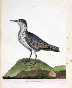 Zoologisk diagram (ornitologi): den grå maubeche (lilla næb eller calidris maritima). Illustration i "Fuglenes historie, malet i deres udseende og følsomme aspekter" af Francois Nicolas Martinet (1731-1800). Privat samling. af Francois Nicolas Martinet