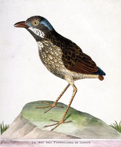Zoologisk diagram (ornitologi): kongen af de 4.000 af Cayenne (grallaire konge eller grallaria varia). Illustration i "Fuglenes historie, malet i deres udseende og følsomme aspekter" af Francois Nicolas Martinet (1731-1800). Privat saml af Francois Nicolas Martinet