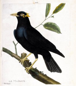 Zoologisk diagram (ornitologi): Mainate (religiøs mainate eller gracula religiosa) på en gren. Illustration i "Fuglenes historie, malet i deres udseende og følsomme aspekter" af Francois Nicolas Martinet (1731-1800). Privat samling. af Francois Nicolas Martinet