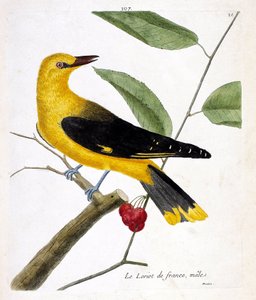 Zoologisk kort (ornitologi): den franske mandlige loriot (europæisk loriot eller oriolus oriolus) på en gren. Illustration i "Fuglenes historie, malet i deres udseende og følsomme aspekter" af Francois Nicolas Martinet (1731-1800). Private samlinger af Francois Nicolas Martinet