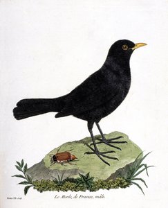Zoologisk kort (ornitologi): han-sortsorten (sortsort eller turdus merula). Illustration i "Fuglenes historie, malet i deres udseende og følsomme aspekter" af Francois Nicolas Martinet (1731-1800). Privat samling. af Francois Nicolas Martinet