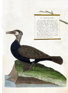 Zoologisk kort (ornitologi): hanskarven (storskarv eller phalacrocorax carbo). Illustration i "Fuglenes historie, malet i deres udseende og følsomme aspekter" af Francois Nicolas Martinet (1731-1800). Privat samling. af Francois Nicolas Martinet