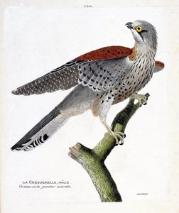 Zoologisk kort (ornitologi): hanbrøndkarse (høgehøg eller falco tinnunculus) på en gren. Illustration i "Fuglenes historie, malet i deres udseende og følsomme aspekter" af Francois Nicolas Martinet (1731-1800). Privat samling. af Francois Nicolas Martinet