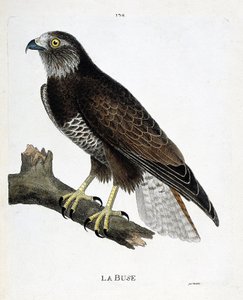 Zoologisk diagram (ornitologi): dysen (variabel dyse eller buteo buteo) på en gren. Illustration i "Fuglenes historie, malet i deres udseende og følsomme aspekter" af Francois Nicolas Martinet (1731-1800). Privat samling. af Francois Nicolas Martinet