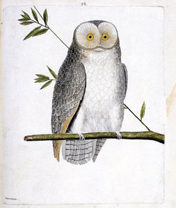 Zoologisk kort (ornitologi): uglen (Barn Owl eller Tyto Alba) på en gren. Illustration i "Fuglenes historie, malet i deres udseende og følsomme aspekter" af Francois Nicolas Martinet (1731-1800). Privat samling. af Francois Nicolas Martinet