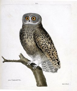 Zoologisk kort (ornitologi): uglen (hulotteugle eller strix aluco) på en gren. Illustration i "Fuglenes historie, malet i deres udseende og følsomme aspekter" af Francois Nicolas Martinet (1731-1800). Privat samling. af Francois Nicolas Martinet