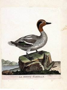 Zoologisk diagram (ornitologi): den lille krikand (vinter krikand eller anas crecca). Illustration i "Fuglenes historie, malet i deres udseende og følsomme aspekter" af Francois Nicolas Martinet (1731-1800). Privat samling. af Francois Nicolas Martinet