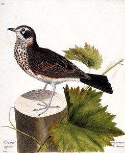 Zoologisk diagram (ornitologi): trøske almindeligvis kaldet mauvis (mauvis drossel eller turdus iliacus) på en træstamme. Illustration i "Fuglenes historie, malet i deres udseende og følsomme aspekter" af Francois Nicolas Martinet (1731-1800). af Francois Nicolas Martinet