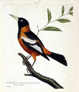 Zoologisk diagram (ornitologi): troupiale (troupiale oriole eller icterus icterus) på en gren. Illustration i "Fuglenes historie, malet i deres udseende og følsomme aspekter" af Francois Nicolas Martinet (1731-1800). Privat samling. af Francois Nicolas Martinet