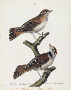 Zoologisk diagram (ornitologi): skovspurven eller relieffet (Hudsonspurv eller spizea arborea) og dens hunner (reliefspurv eller petronia petronia). Illustration i "Fuglenes historie, malet i deres udseende og følsomme aspekter" af Franco af Francois Nicolas Martinet