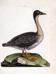 Zoologisk kort (ornitologi): vildgås (høstgås eller anser fabalis). Illustration i "Fuglenes historie, malet i deres udseende og følsomme aspekter" af Francois Nicolas Martinet (1731-1800). Privat samling. af Francois Nicolas Martinet