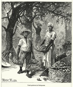 Ferskensamlere på Madagaskar (gravering)