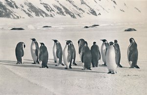 Kejserpingviner, 1911, 1913