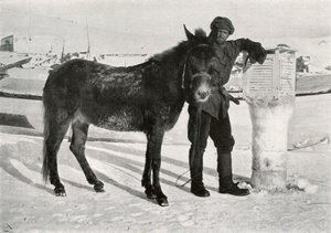 Gran med Mule Lal Khan, c1911, 1913 af Frank Debenham