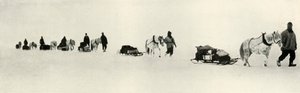 Ponyer i marts 1911, 1913 af Frank Debenham