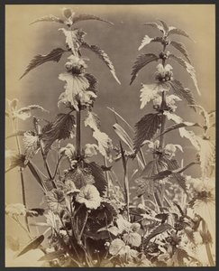 [Blomsterstudie]