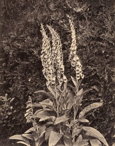 Foxgloves, ca. 1860