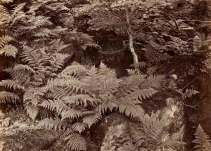 Uden titel Fern Study, slutningen af 1870
