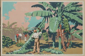 Skæring af bananer på Jamaica (farve litho)