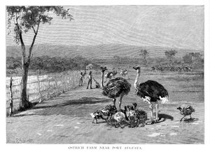 Strudsefarm nær Port Augusta, South Australia, 1886 af Frank P. Mahony