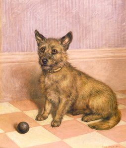 Venter på at spille, en Cairn terrier med en bold (olie)