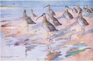 Curlews ved Blakeney Point (litho) af Frank Southgate