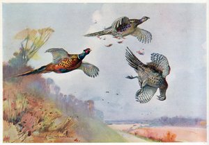 Højfasaner, illustration fra 