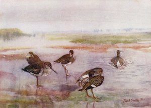 Norfolk Broads: Redshank (farve litho) af Frank Southgate