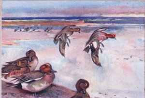 Widgeons, illustration fra Wild Nature & Country Life udgivet af Hodder & Stoughton, ca. 1910 af Frank Southgate