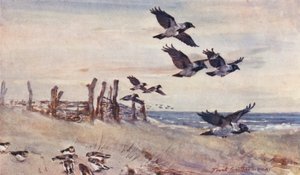 Det vilde liv i East Anglia: Autumn Immigrants, Hooded Crows and Snow Buntings (farvelitografi) af Frank Southgate