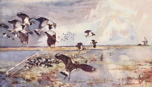 Det vilde liv i East Anglia: Plover-Netting (farvelitografi) af Frank Southgate