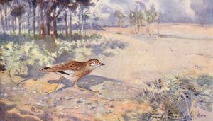 Wild Life in East Anglia: Stenvender (farvelitografi) af Frank Southgate