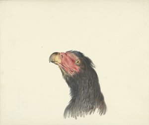 Hovedet af en grib af François Levaillant (circle of)