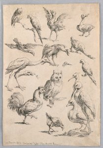 Sortiment af fugle, fra "Samling af forskellige dyrestudier..." af Frans Snyders