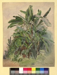 Schönbrunn - Plantestudie af Franz Alt