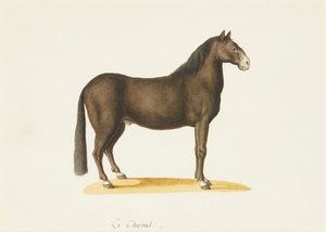 Hesten (akvarel) af Franz Anton von (attr.to) Scheidel