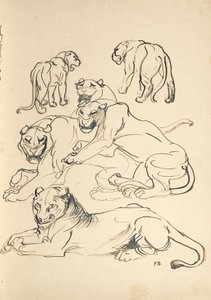 Seks Cougars af Franz Barwig d. Ä.