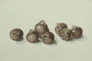 Medlarfrüchte