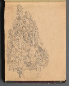 Album med udsigt over Rom og omgivelser, Landskabsstudier, side 13a: Træer. af Franz Johann Heinrich Nadorp
